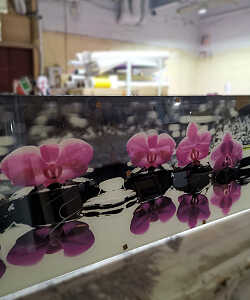 Стеклянное кухонное скинали цветы орхидеи